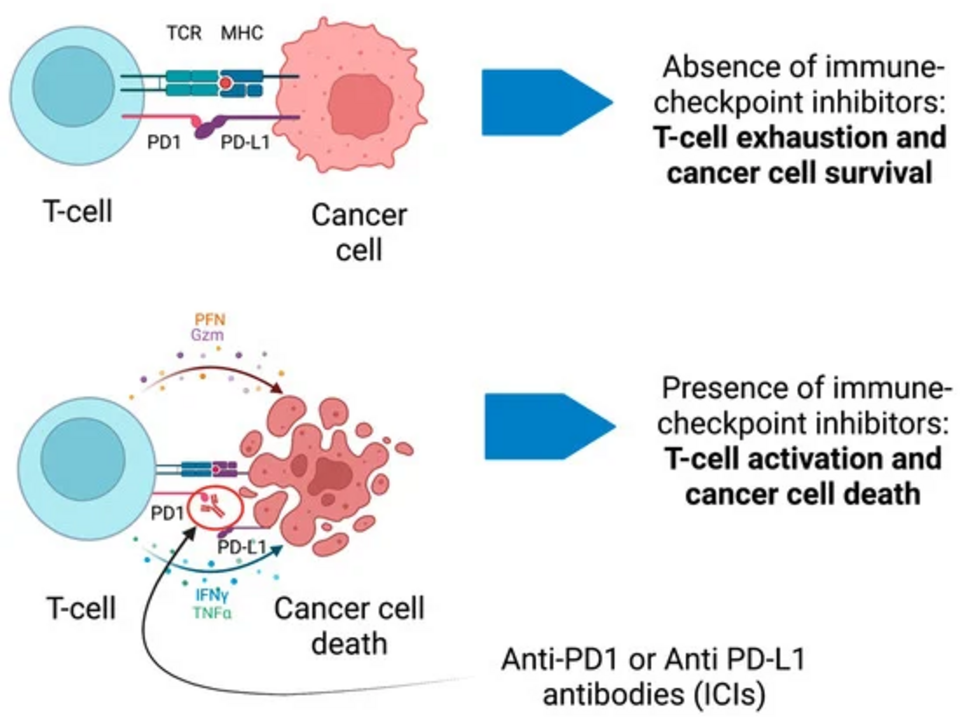 PD-1/PD-L1-Checkpoint-Inhibitoren ermöglichen es T-Zellen, Prostatakrebszellen anzugreifen.